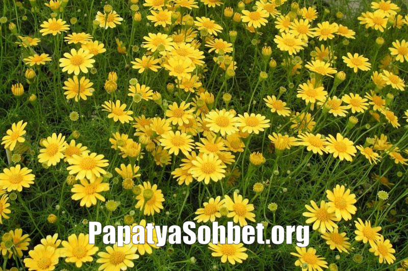 Sesli Chat Animasyonları